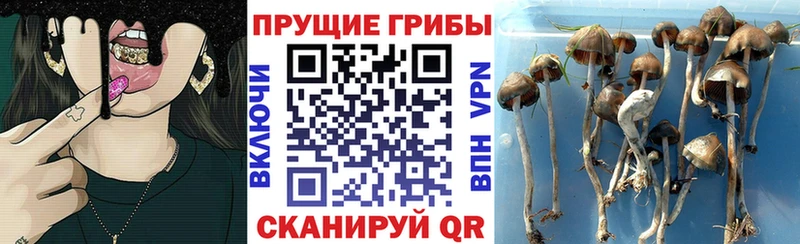 Галлюциногенные грибы мицелий  Купить  Бирюч 